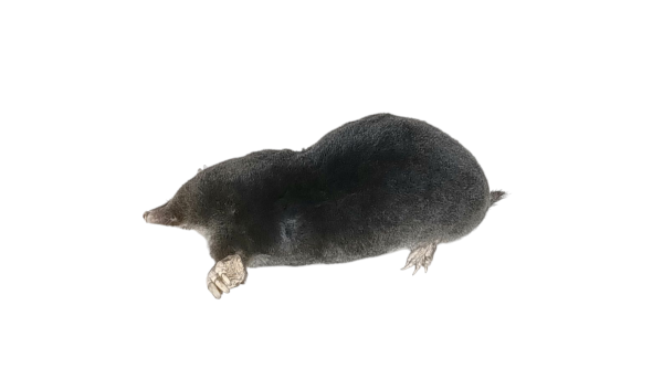 Taxidermy Crawling Mole. Log no 84. - Image 3