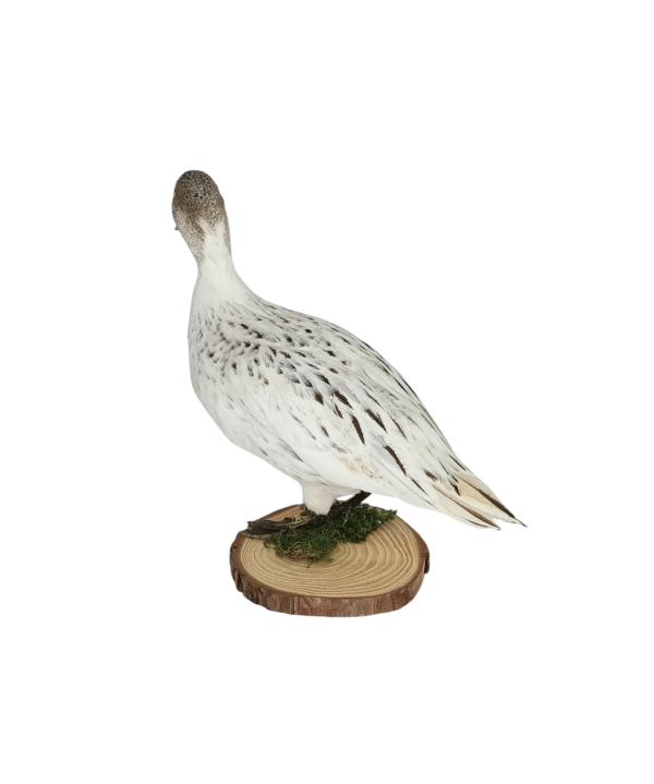Taxidermy Female Northern Silver Pintail. Log no 605a. - Image 6