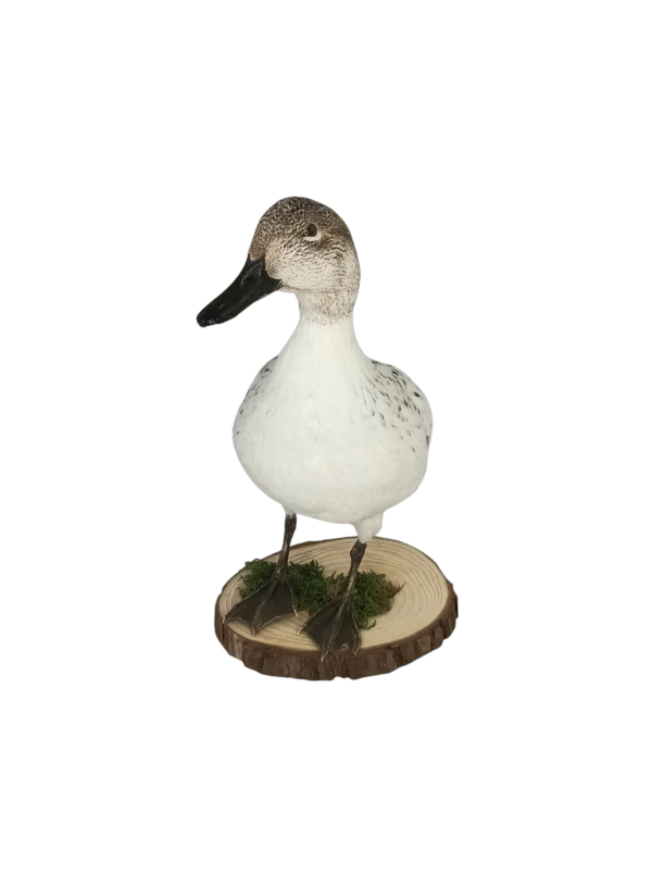 Taxidermy Female Northern Silver Pintail. Log no 605a. - Image 4