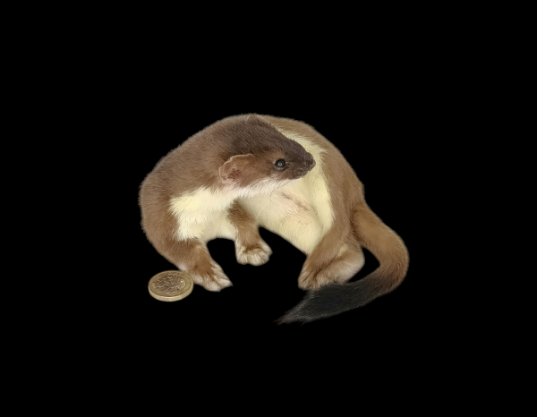 Taxidermy Stoat. Log no 104.