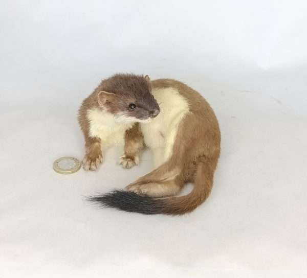 Taxidermy Stoat. Log no 104. - Image 4