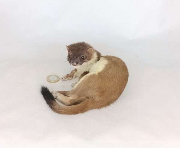 Taxidermy Stoat. Log no 104. - Image 3