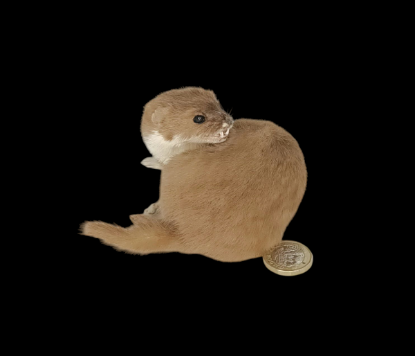 Taxidermy Adult Weasel. Log no 108.