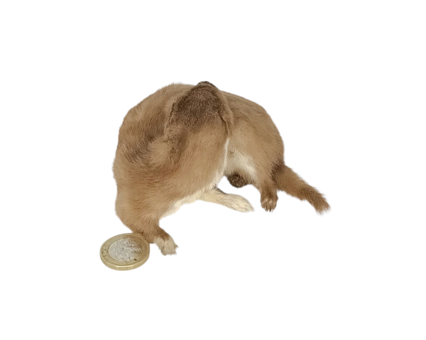 Taxidermy Adult Weasel. Log no 108. - Image 4