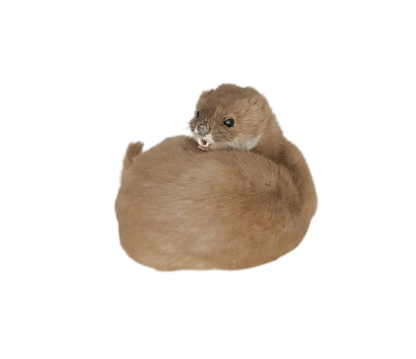 Taxidermy Adult Weasel. Log no 108. - Image 3