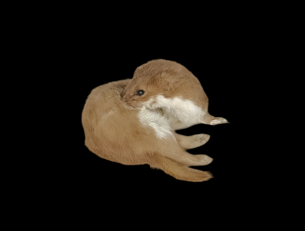 Taxidermy Adult Weasel. Log no 95.