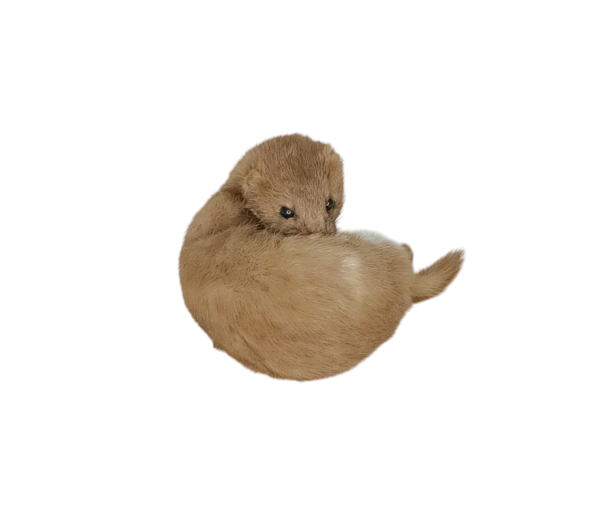 Taxidermy Adult Weasel. Log no 95. - Image 3