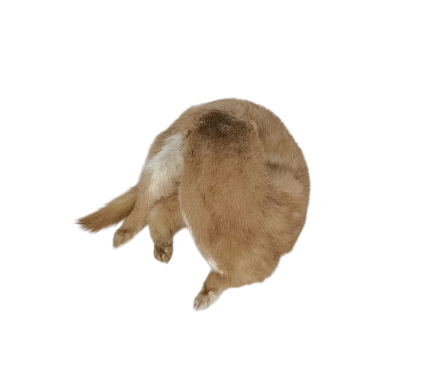 Taxidermy Adult Weasel. Log no 95. - Image 5
