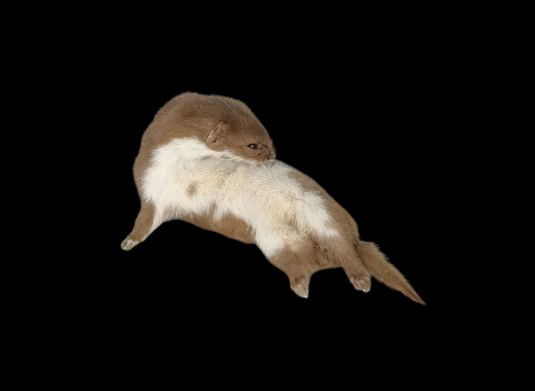 Taxidermy Adult Weasel. Log no 98.