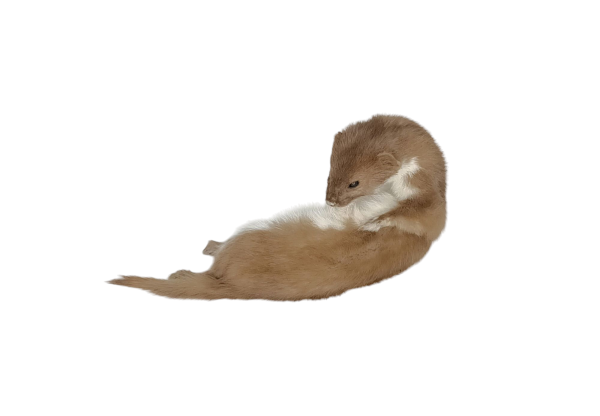 Taxidermy Adult Weasel. Log no 98. - Image 3