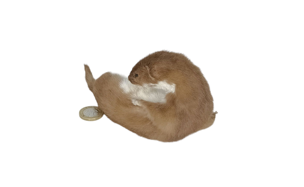 Taxidermy Adult Weasel. Log no 98. - Image 5