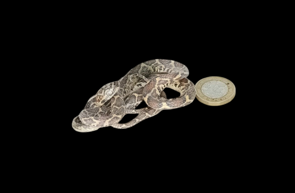 Taxidermy Tiny Corn Snake. Log no 111.