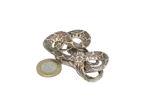 Taxidermy Tiny Corn Snake. Log no 111. - Image 4