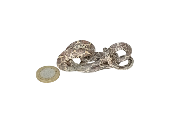 Taxidermy Tiny Corn Snake. Log no 111. - Image 3