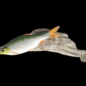Taxidermy Small Common Dace. Log no 114.