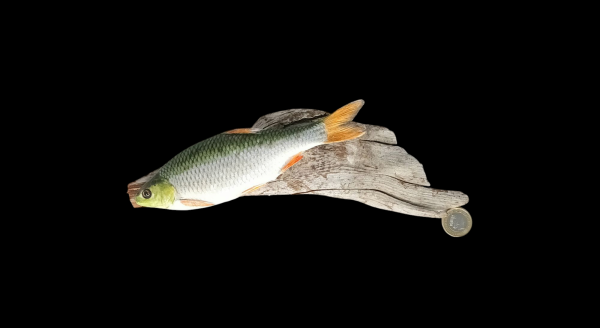 Taxidermy Small Common Dace. Log no 114.