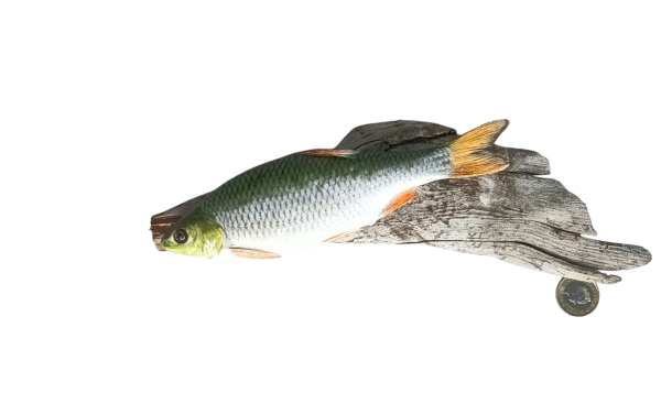 Taxidermy Small Common Dace. Log no 114. - Image 2