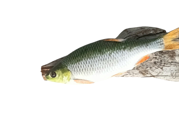 Taxidermy Small Common Dace. Log no 114. - Image 4