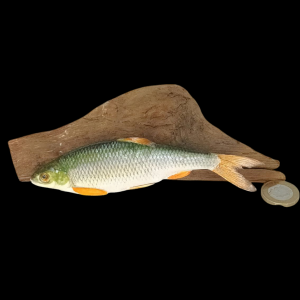 Taxidermy Tiny Common Dace. Log no 117.