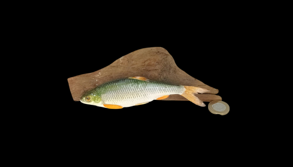 Taxidermy Tiny Common Dace. Log no 117.