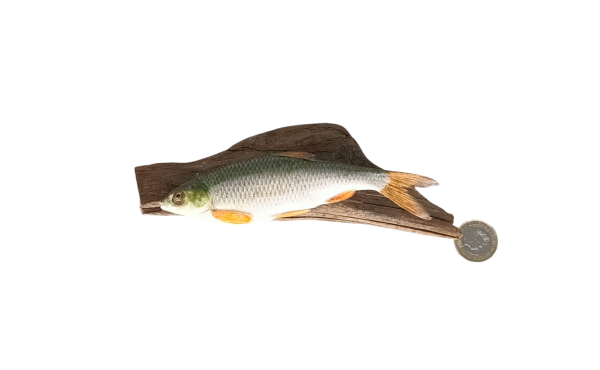 Taxidermy Tiny Common Dace. Log no 117. - Image 2