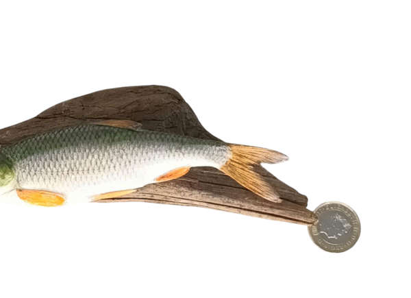 Taxidermy Tiny Common Dace. Log no 117. - Image 3