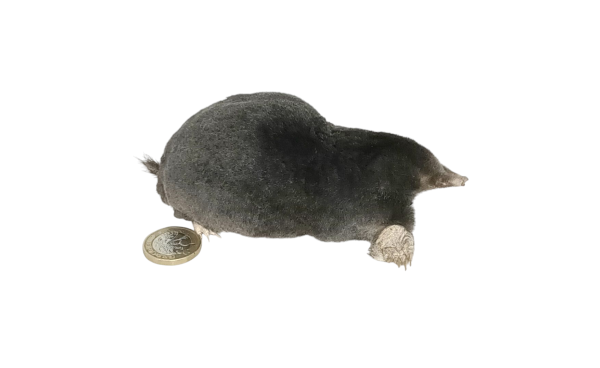 Taxidermy Crawling Mole. Log no 109. - Image 5