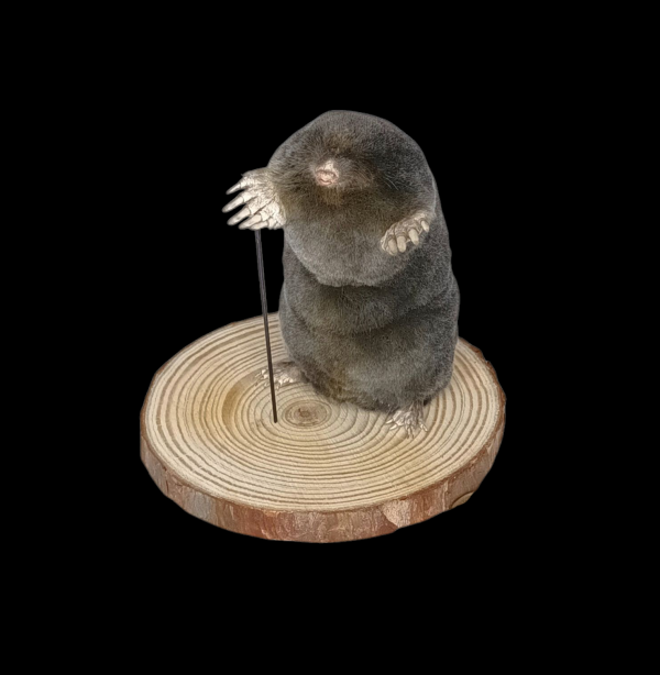 Taxidermy Mole With Walking Stick. Log no 121.