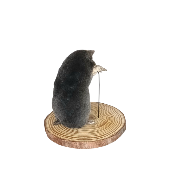 Taxidermy Mole With Walking Stick. Log no 121. - Image 4