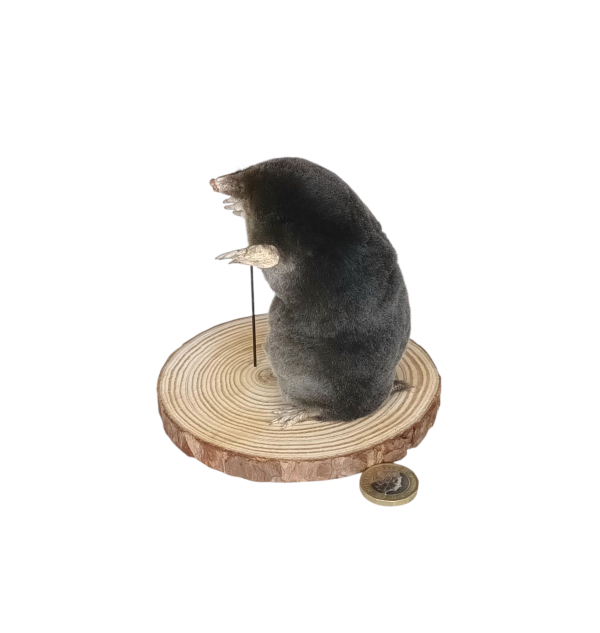 Taxidermy Mole With Walking Stick. Log no 121. - Image 2