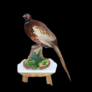 Taxidermy Ring-Necked Pheasant. Log no 710a.