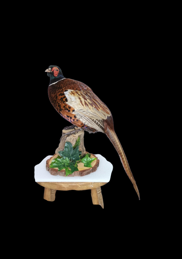 Taxidermy Ring-Necked Pheasant. Log no 710a.