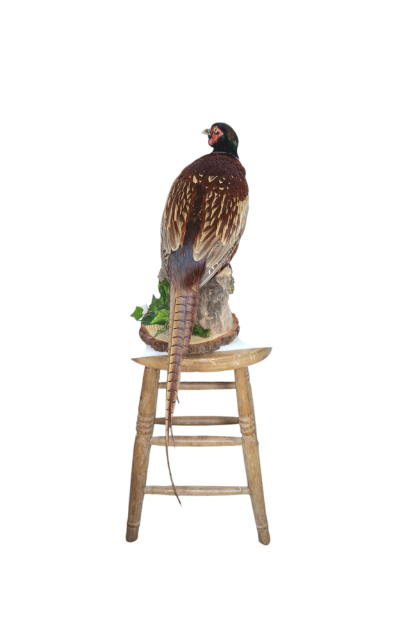 Taxidermy Ring-Necked Pheasant. Log no 710a. - Image 4