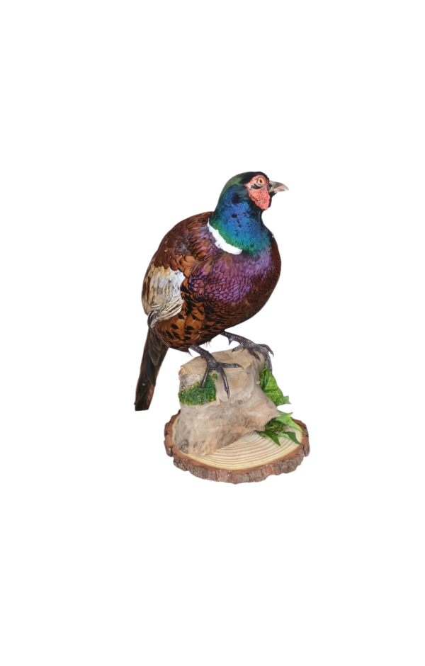 Taxidermy Ring-Necked Pheasant. Log no 710a. - Image 3