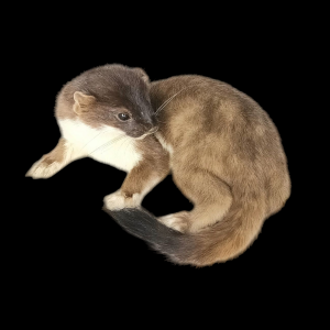 Taxidermy Stoat. Log no 110.