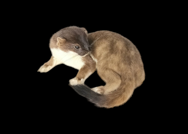 Taxidermy Stoat. Log no 110.
