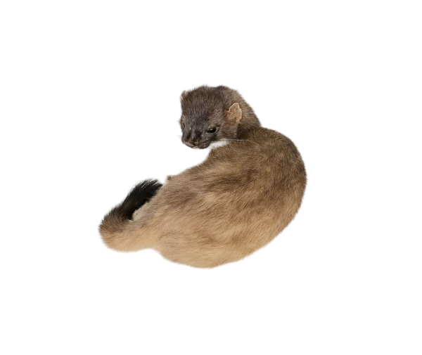 Taxidermy Stoat. Log no 110. - Image 2