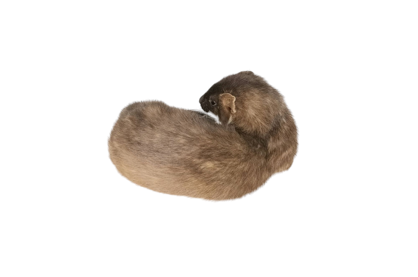 Taxidermy Stoat. Log no 110. - Image 4