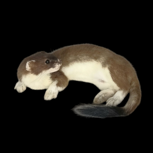 Taxidermy Stoat. Log no 115.