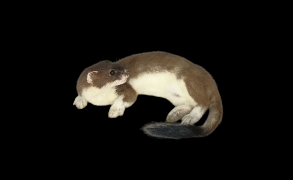Taxidermy Stoat. Log no 115.