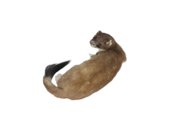 Taxidermy Stoat. Log no 115. - Image 4