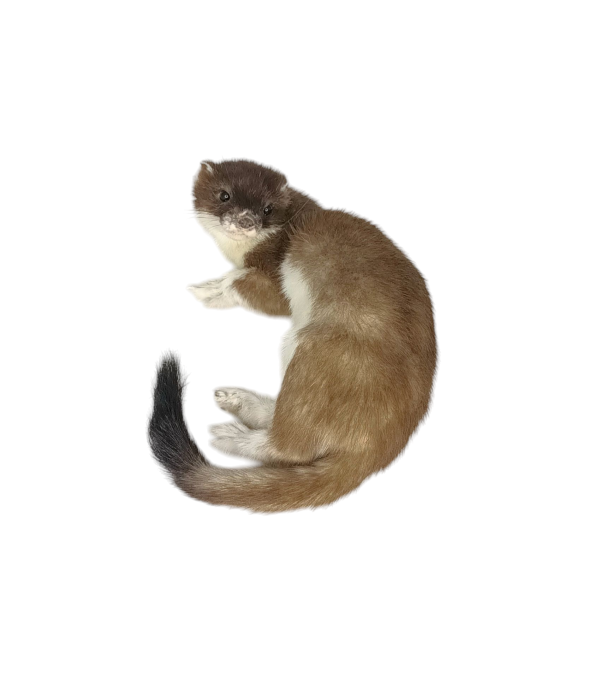 Taxidermy Stoat. Log no 115. - Image 2