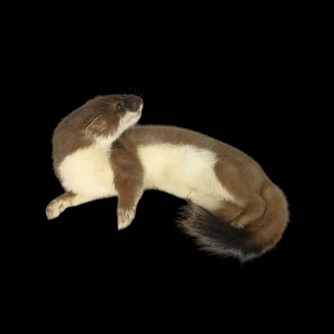 Taxidermy Stoat. Log no 118.