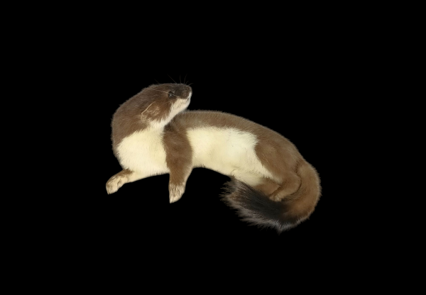 Taxidermy Stoat. Log no 118.