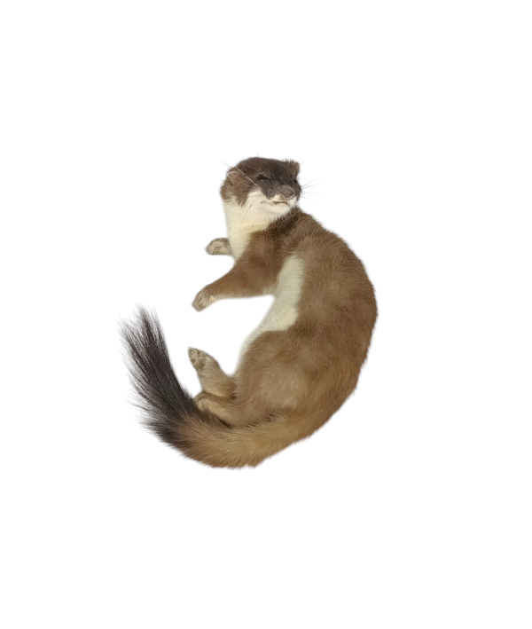 Taxidermy Stoat. Log no 118. - Image 2