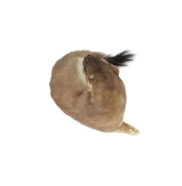 Taxidermy Stoat. Log no 118. - Image 4