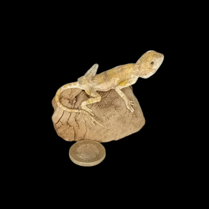 Taxidermy Small Bearded Dragon. Log no 161.