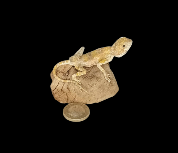 Taxidermy Small Bearded Dragon. Log no 161.