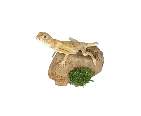 Taxidermy Small Bearded Dragon. Log no 161. - Image 3