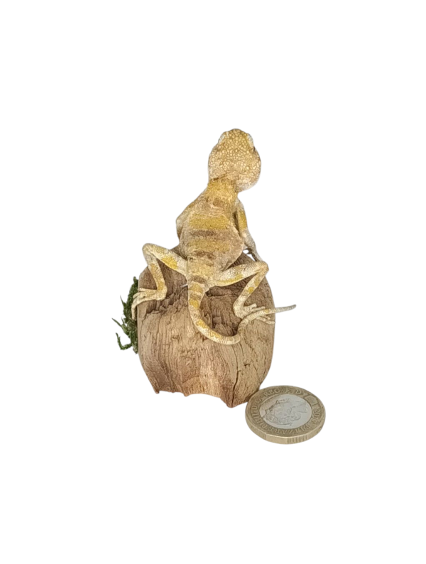 Taxidermy Small Bearded Dragon. Log no 161. - Image 2